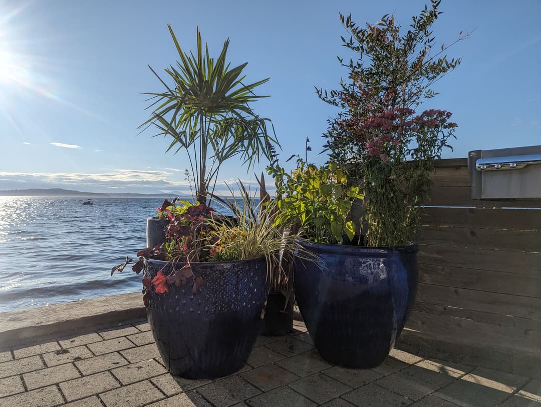 Two large blue planters with vibrant tropical plants against a serene waterfront background.