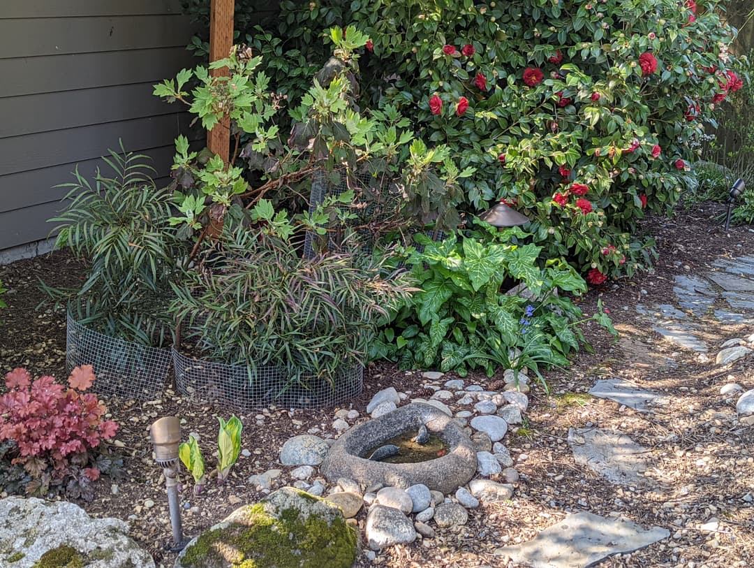 Lush garden featuring vibrant red camellias, green plants, and a stone water feature.