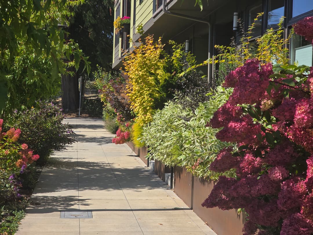 Colorful garden with pink hydrangeas and lush greenery along a sunny sidewalk beside a building.