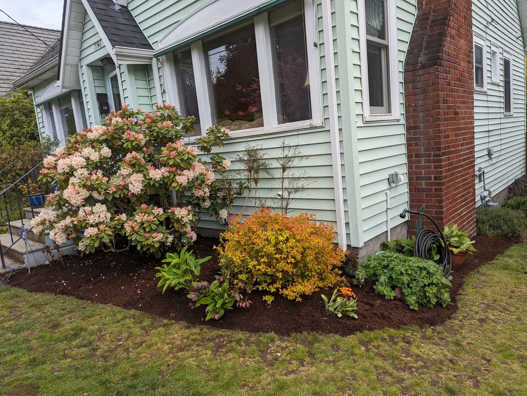 Lush garden with blooming azaleas, colorful shrubs, and fresh mulch beside a light green house.