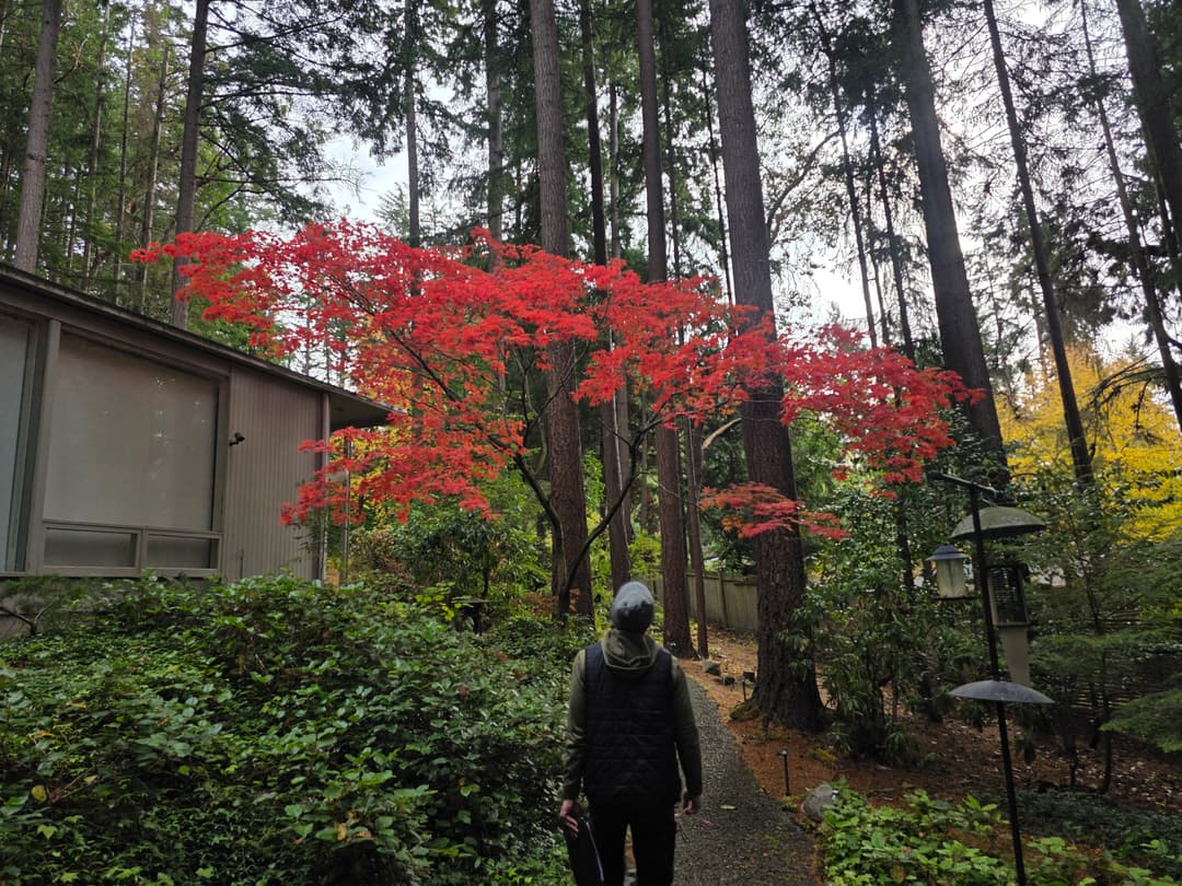 Person walking on a path through a forest with vibrant red leaves in autumn.