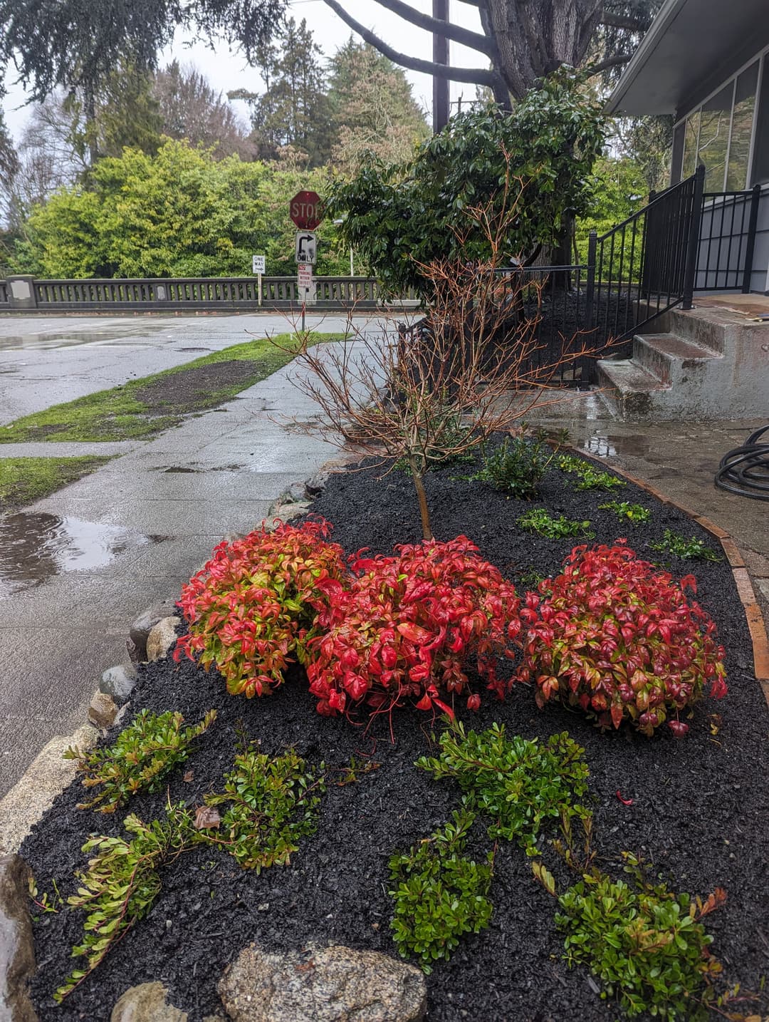 Colorful shrubs with red leaves in a landscaped garden near a wet sidewalk and stop sign.