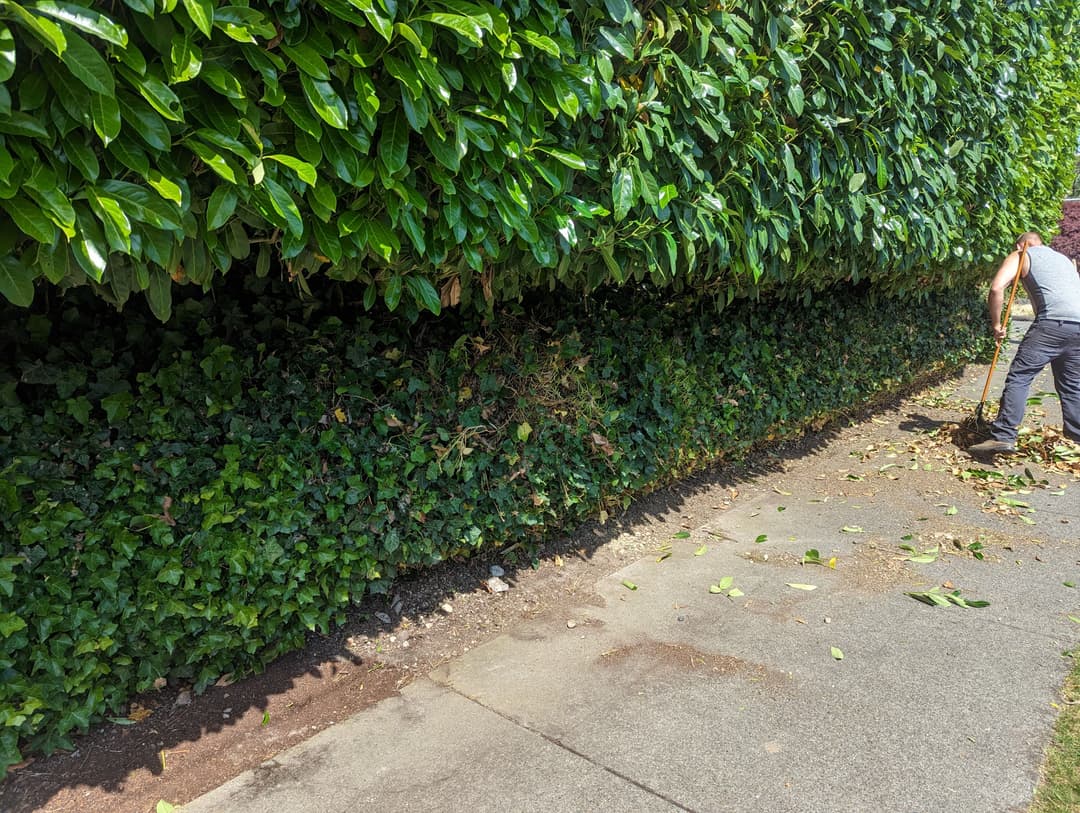 Person trimming a tall hedge along a sidewalk, with fallen leaves scattered on the ground.