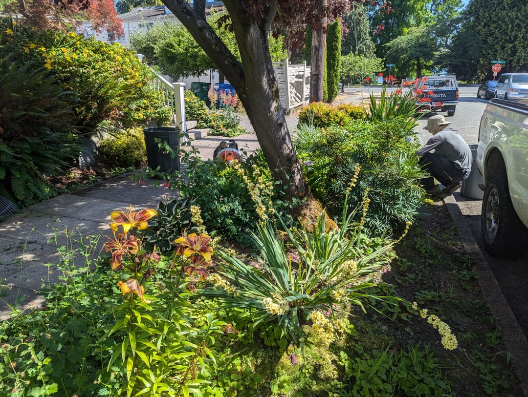 Person gardening in a lush residential yard with diverse plants and greenery.