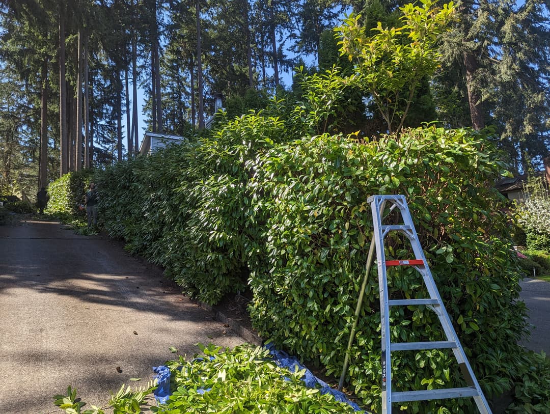 Ladder near trimmed hedges in a residential landscape surrounded by tall trees.