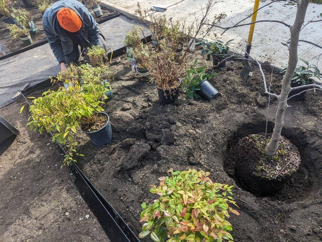 Gardener planting shrubs and trees in a landscaped garden with soil and pots.