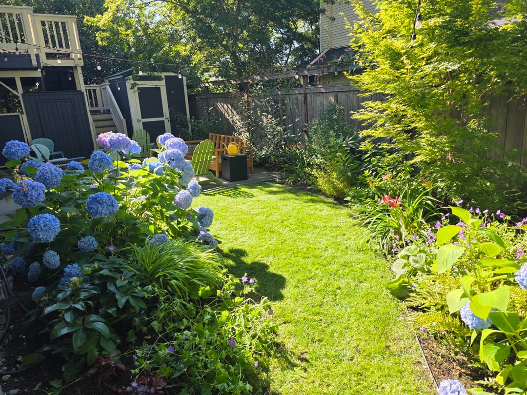 Lush garden featuring blue hydrangeas, green lawn, and vibrant flowers in a sunny backyard.
