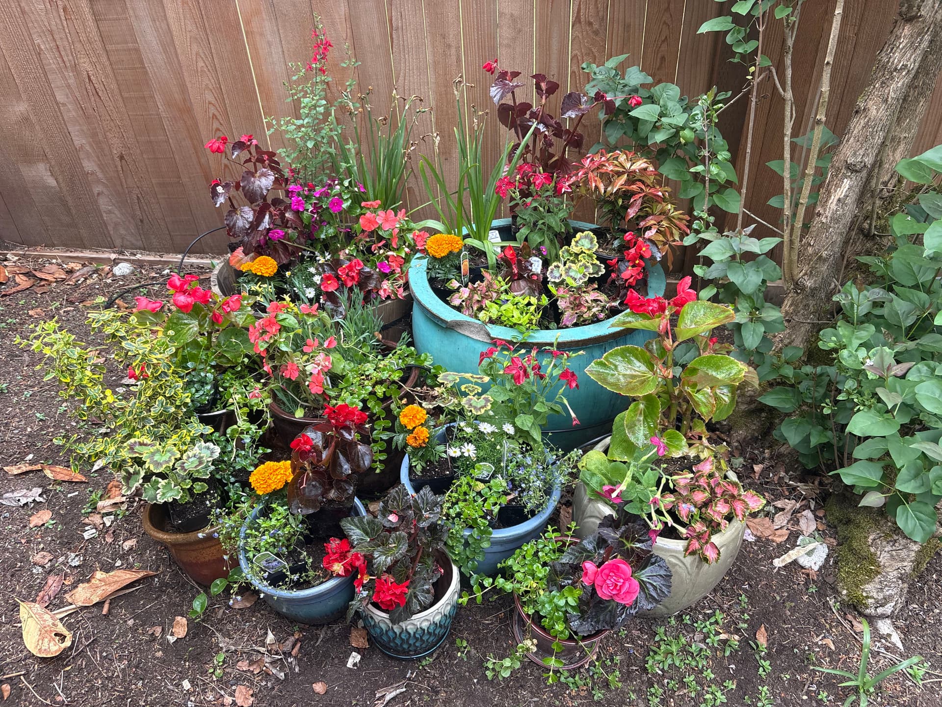 Full Yard Refresh with New Plantings, Compost Mulch, and Packed Pots image