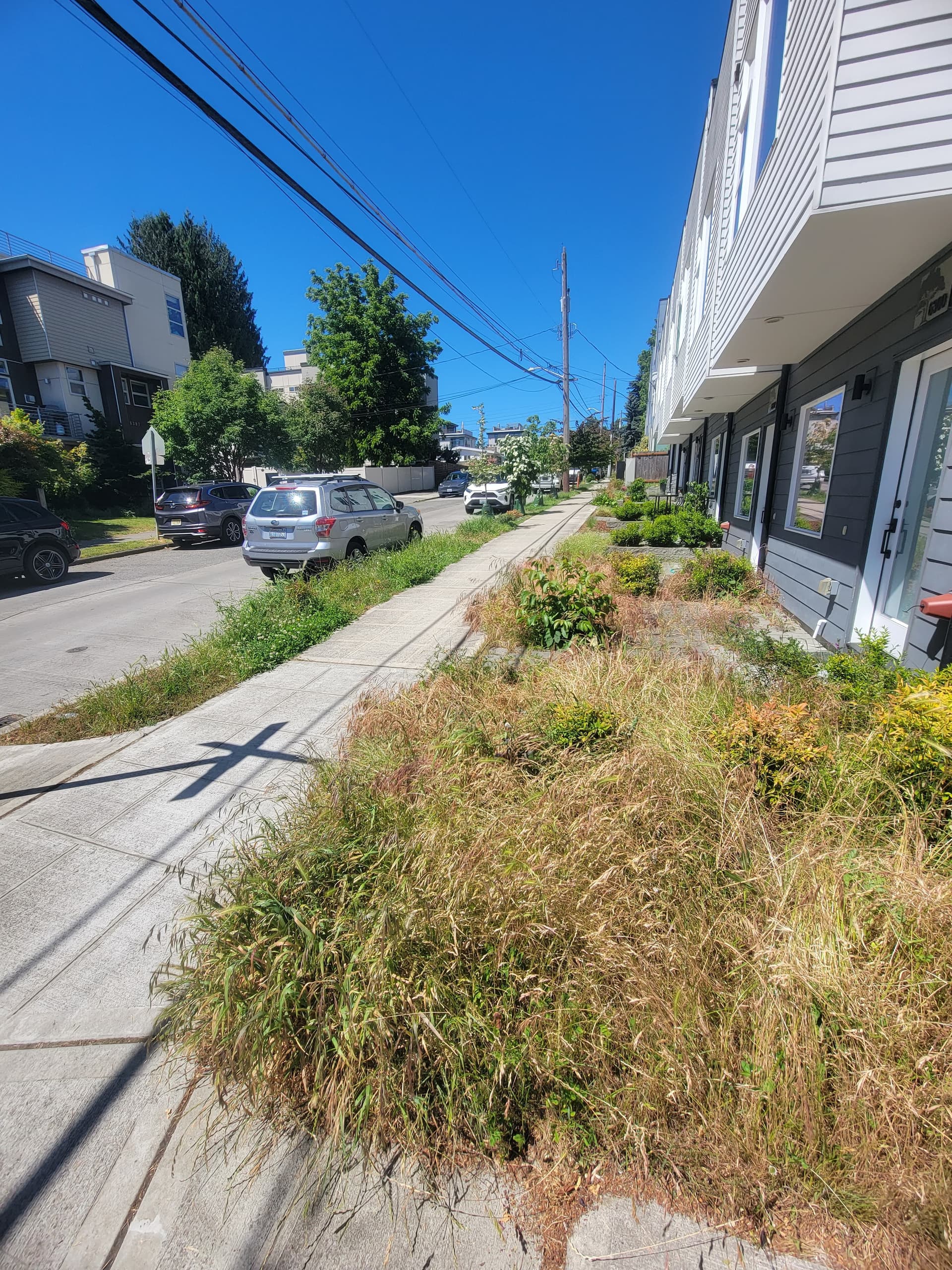 Townhouse Garden Cleanup and Fresh Mulch Install image