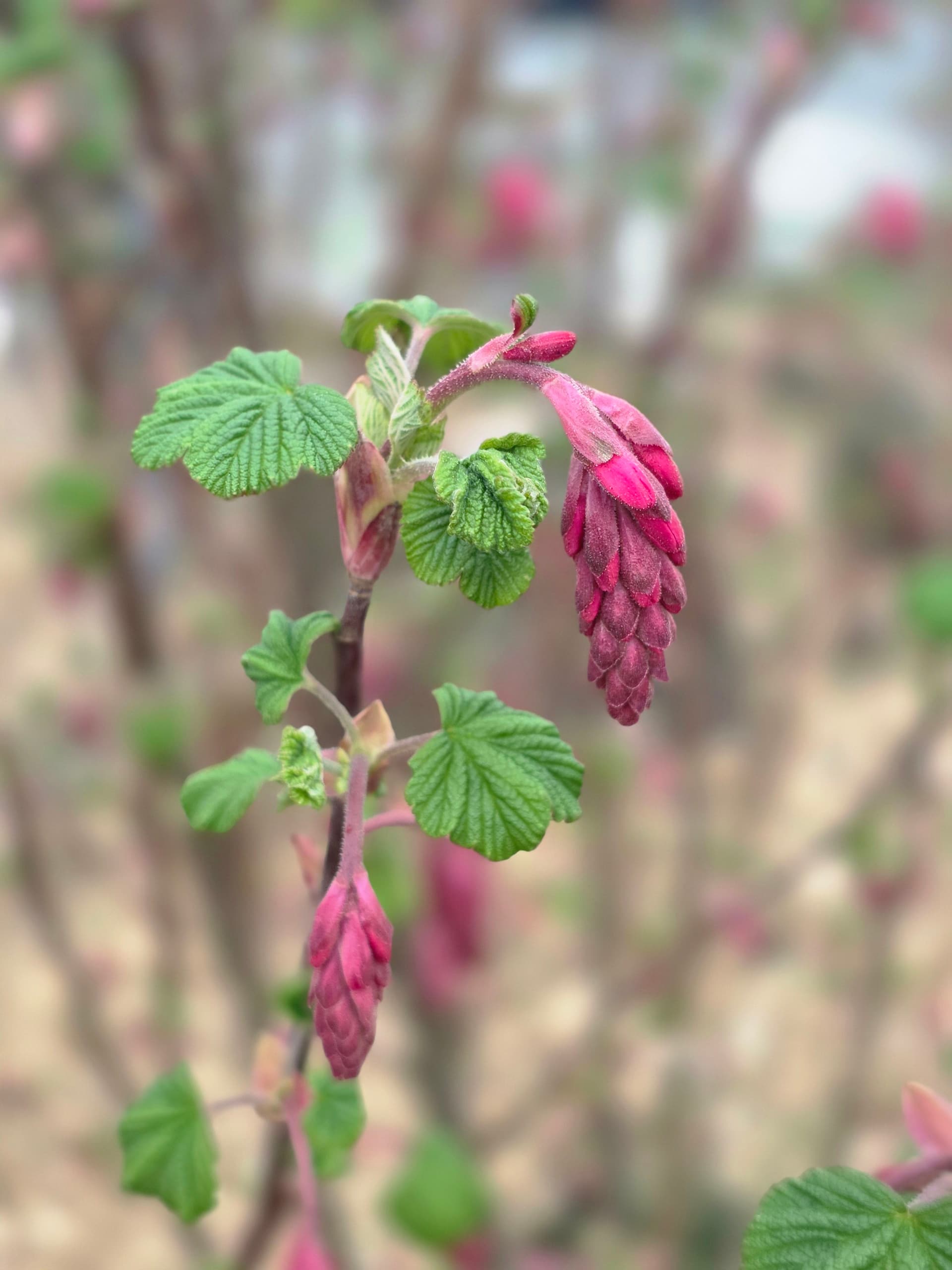 Gallery photos for Dead Pine Corner Turned Into a Bold Native Stone Landscape: Image #5