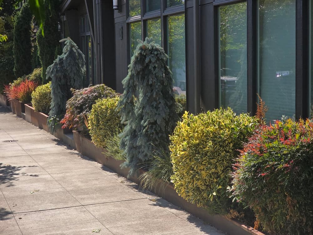 Gallery photos for Bi-Weekly Garden Maintenance Keeping This Mountlake Terrace Condo Complex Looking Sharp: Image #3