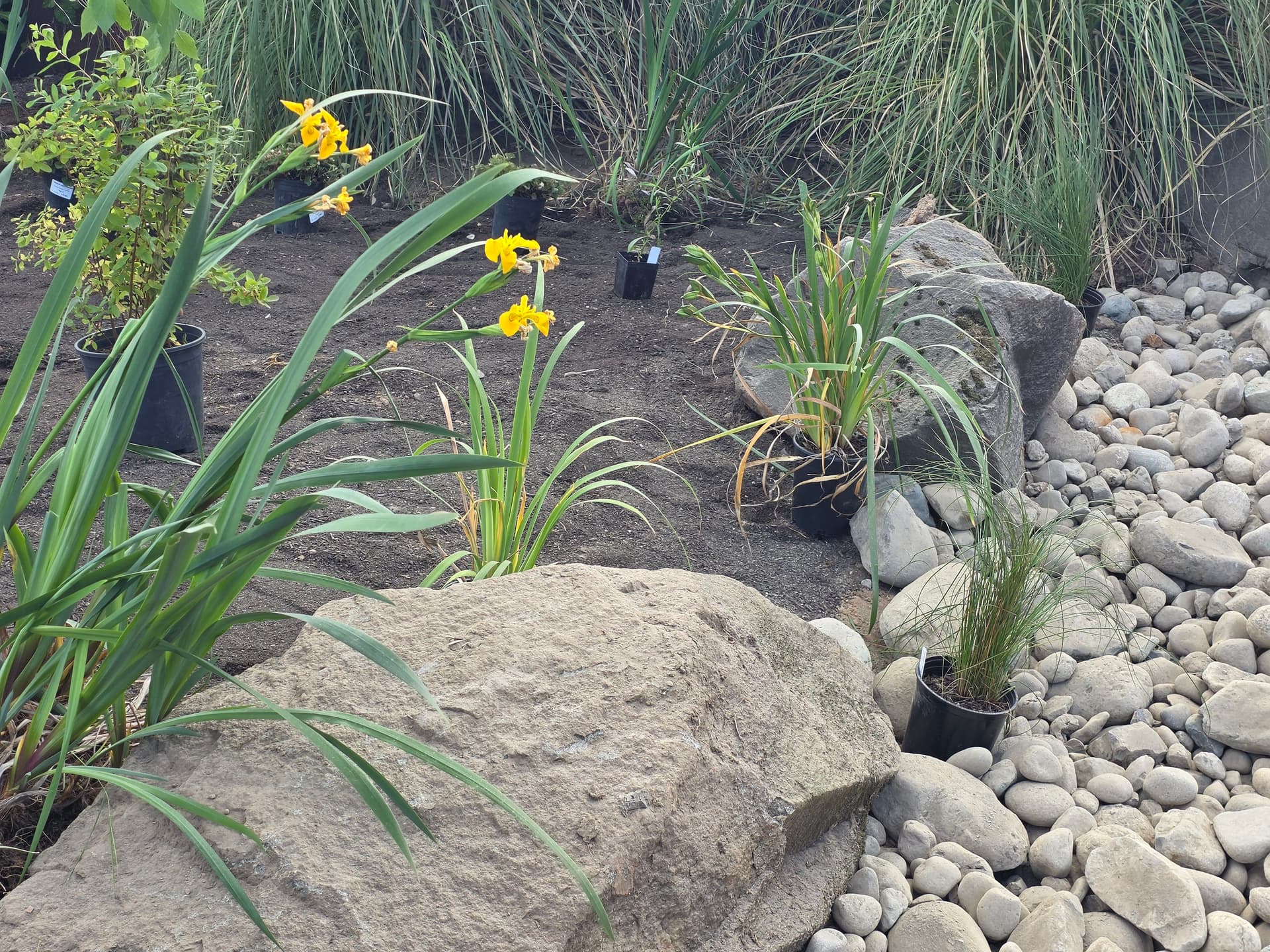 Gallery photos for Worn-Out Front Yard Gets a Native Planting Makeover: Image #4