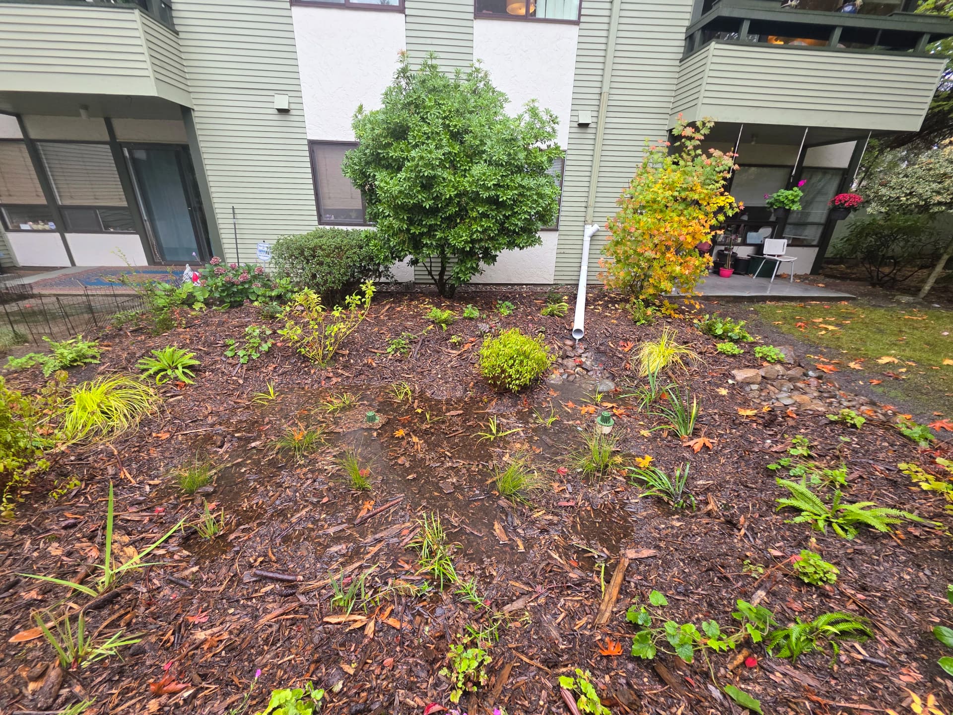 Gallery photos for Rain Garden Keeps Roof Runoff Out of Shoreline's Sewer System: Image #2