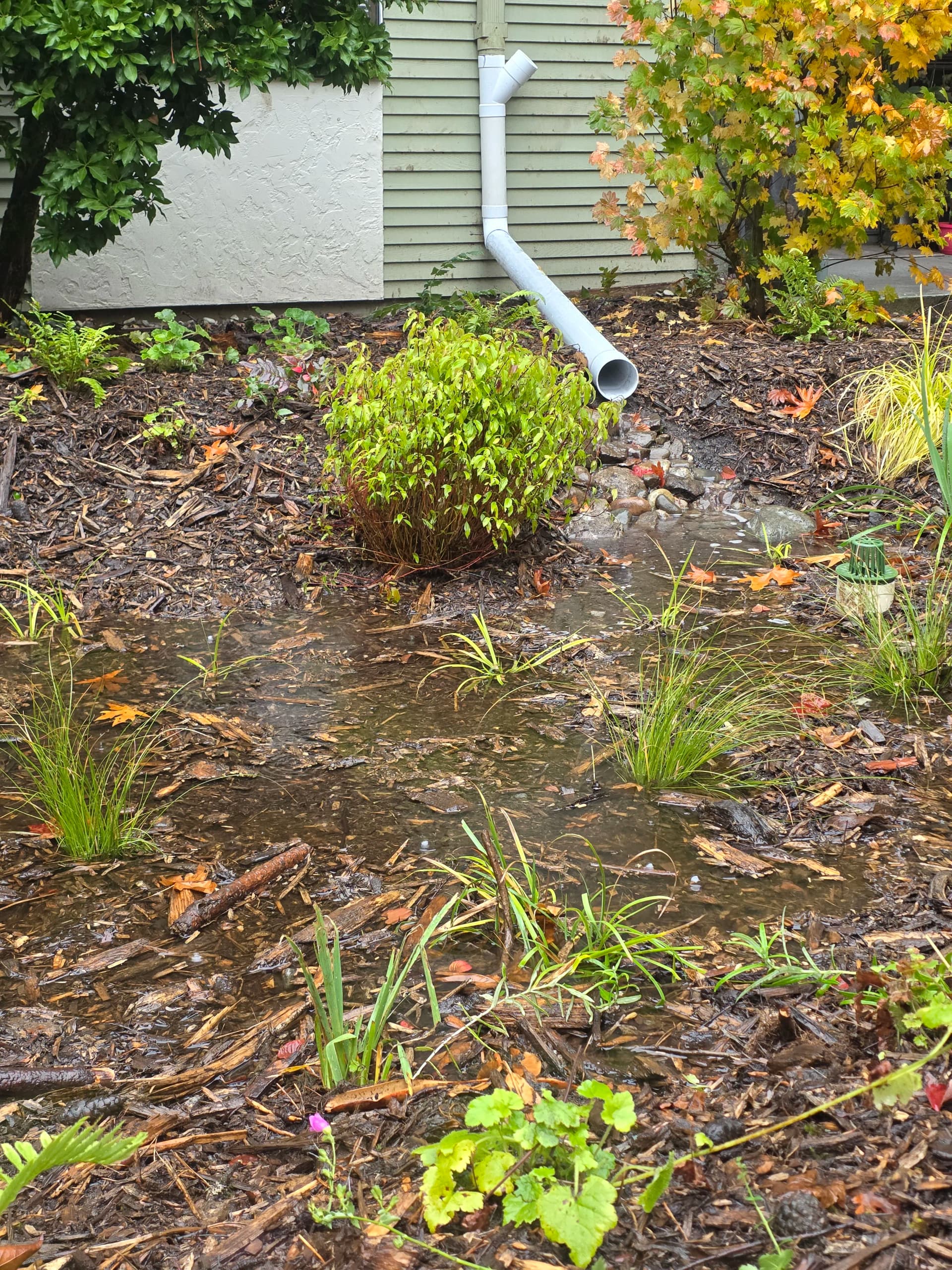 Gallery photos for Rain Garden Keeps Roof Runoff Out of Shoreline's Sewer System: Image #1