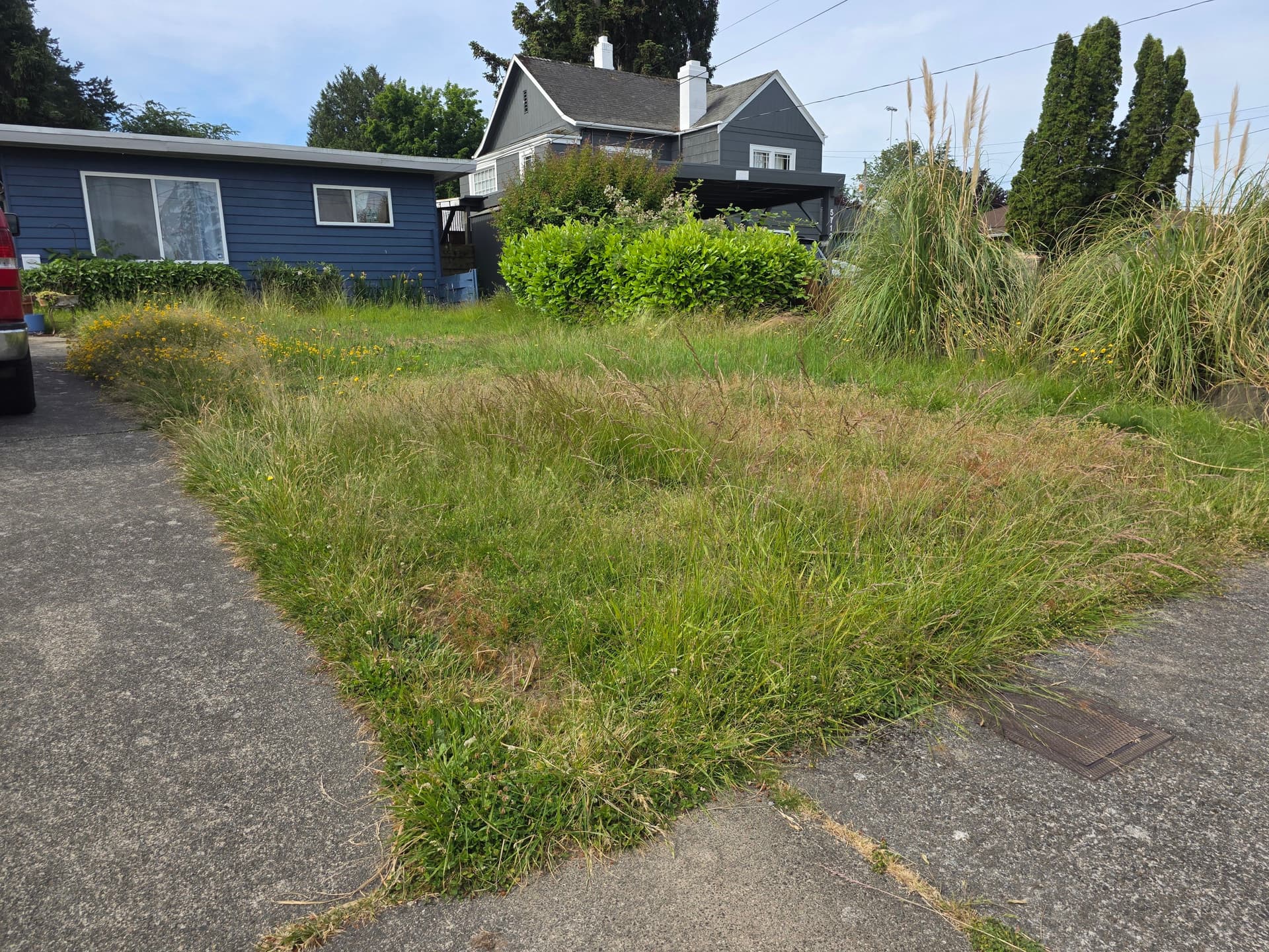 Worn-Out Front Yard Gets a Native Planting Makeover image