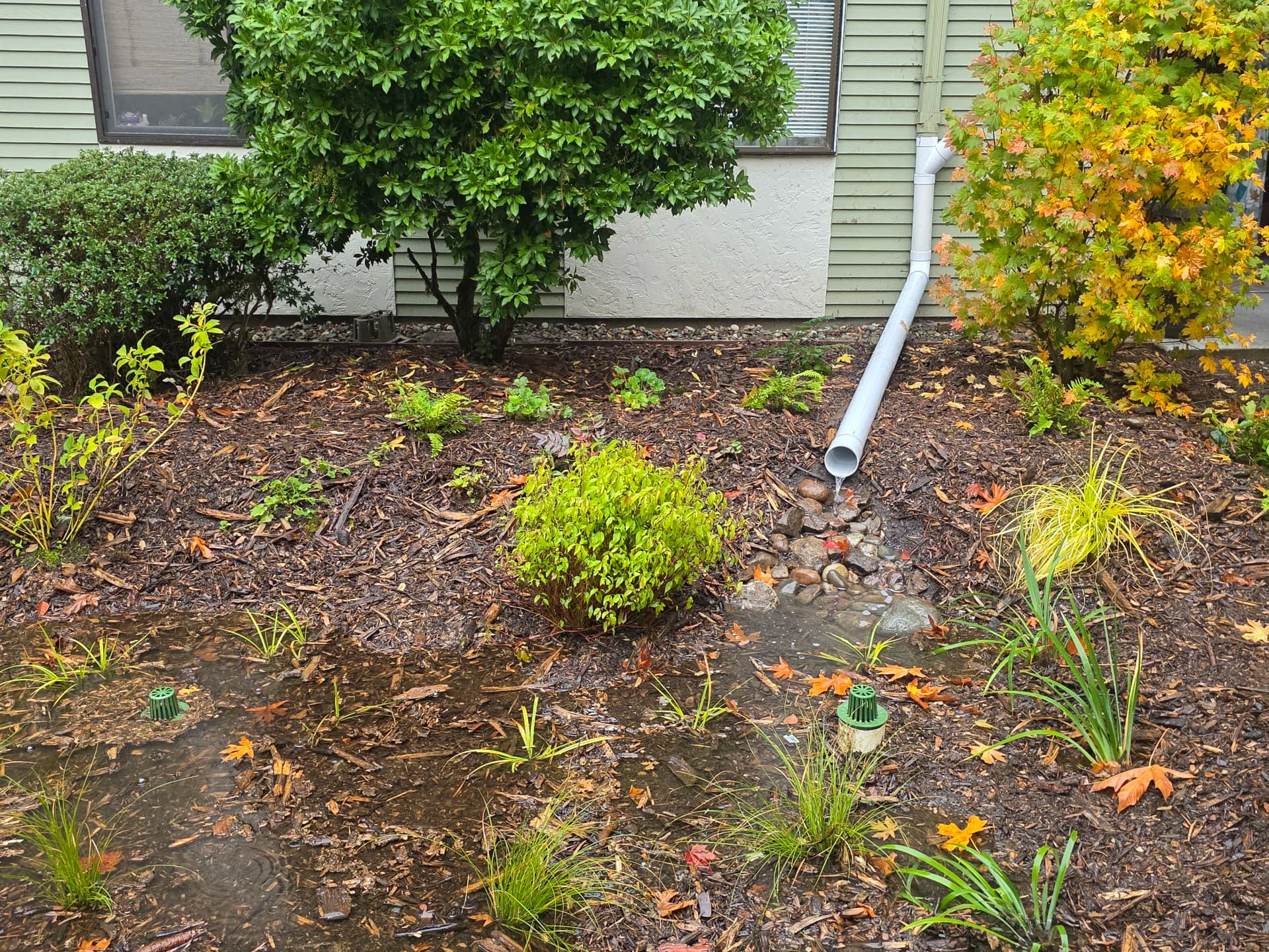 Rain Garden Keeps Roof Runoff Out of Shoreline's Sewer System image