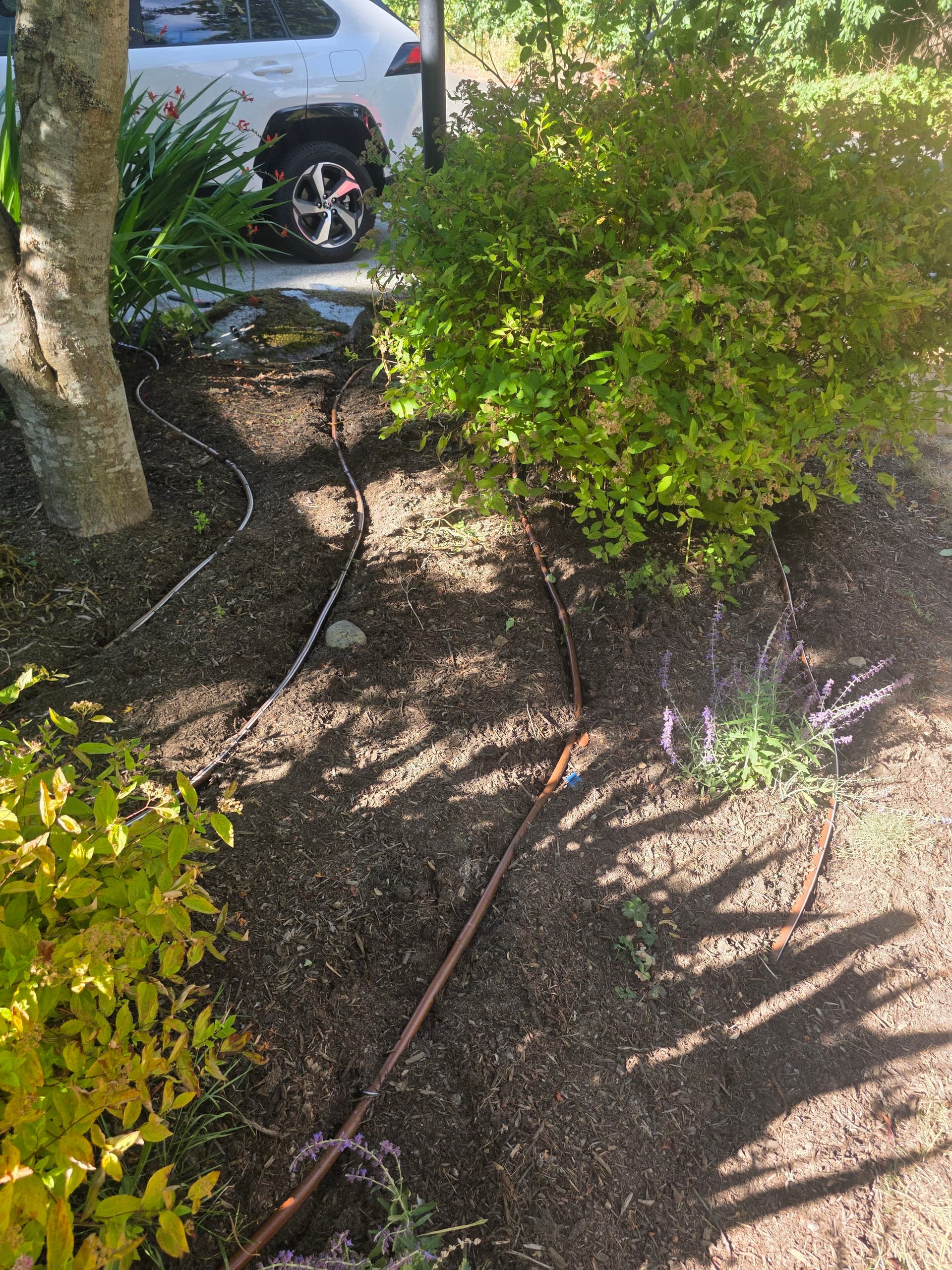 Drip Irrigation That Hides in Plain Sight image